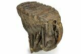 Woolly Mammoth Molar - Nice Roots #232727-4